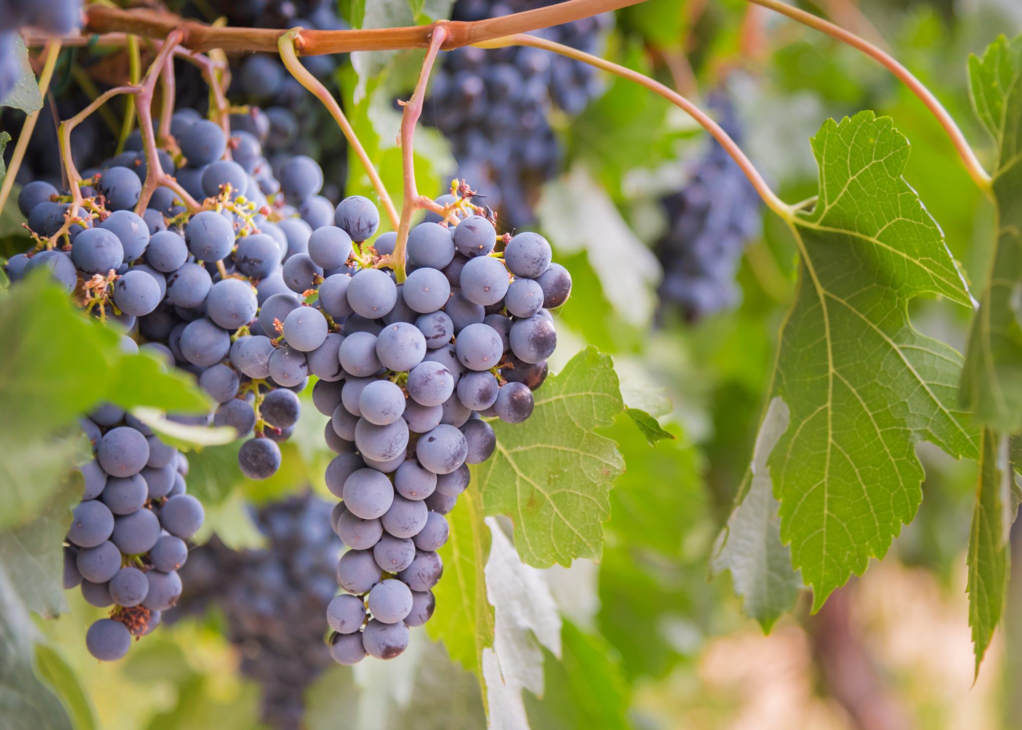 Wine Grapes | Sirocco Consulting - Consumer Research