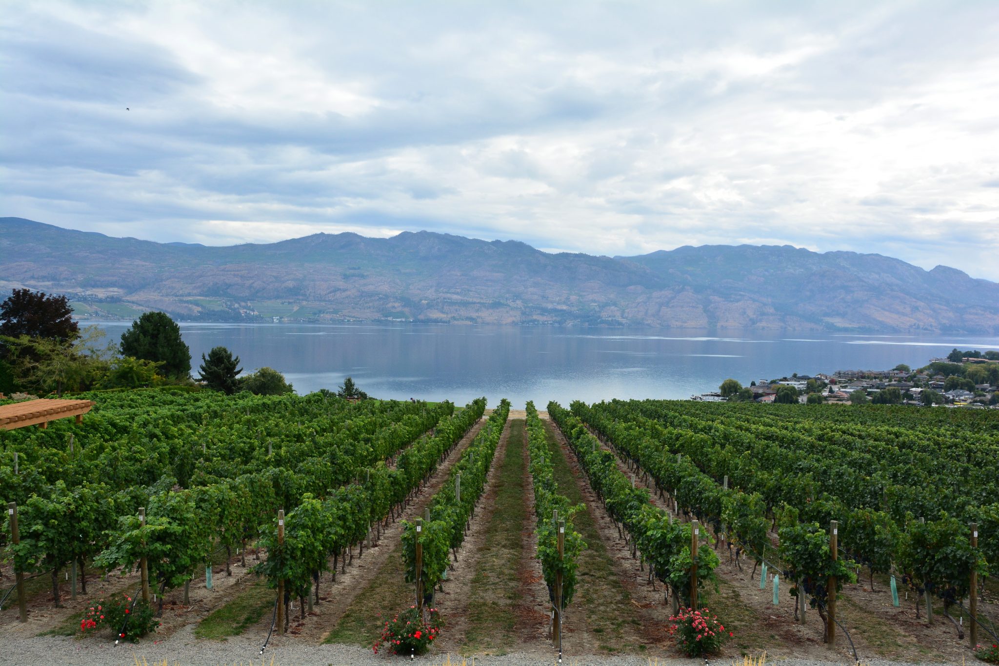 Wine Vineyard | Sirocco Consulting - Consumer Research